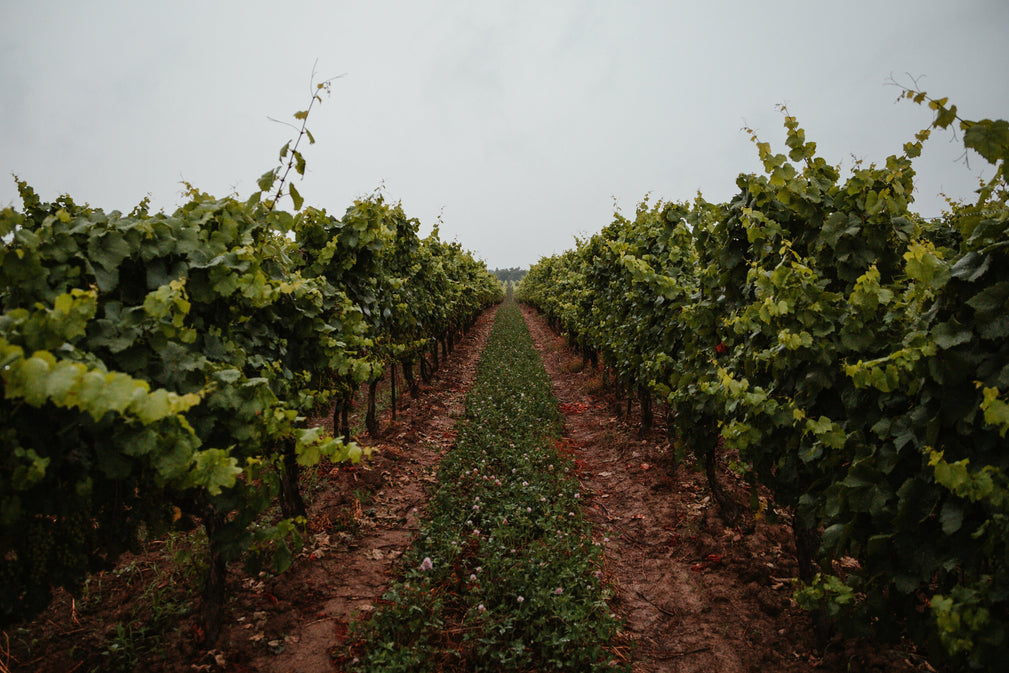 Super Tuscan - Uveggiando