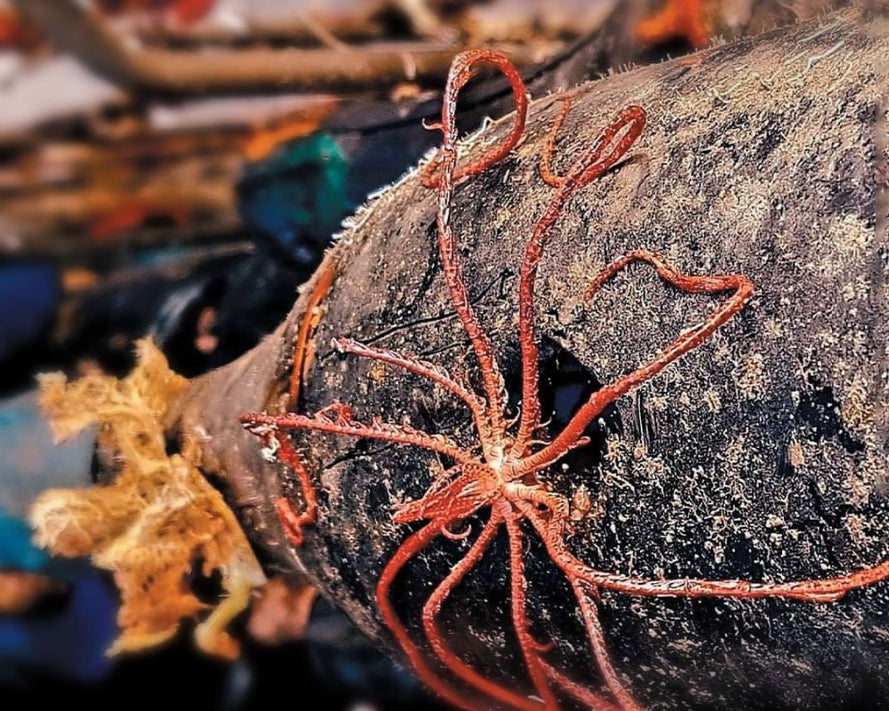 UnderWaterWines - Uveggiando