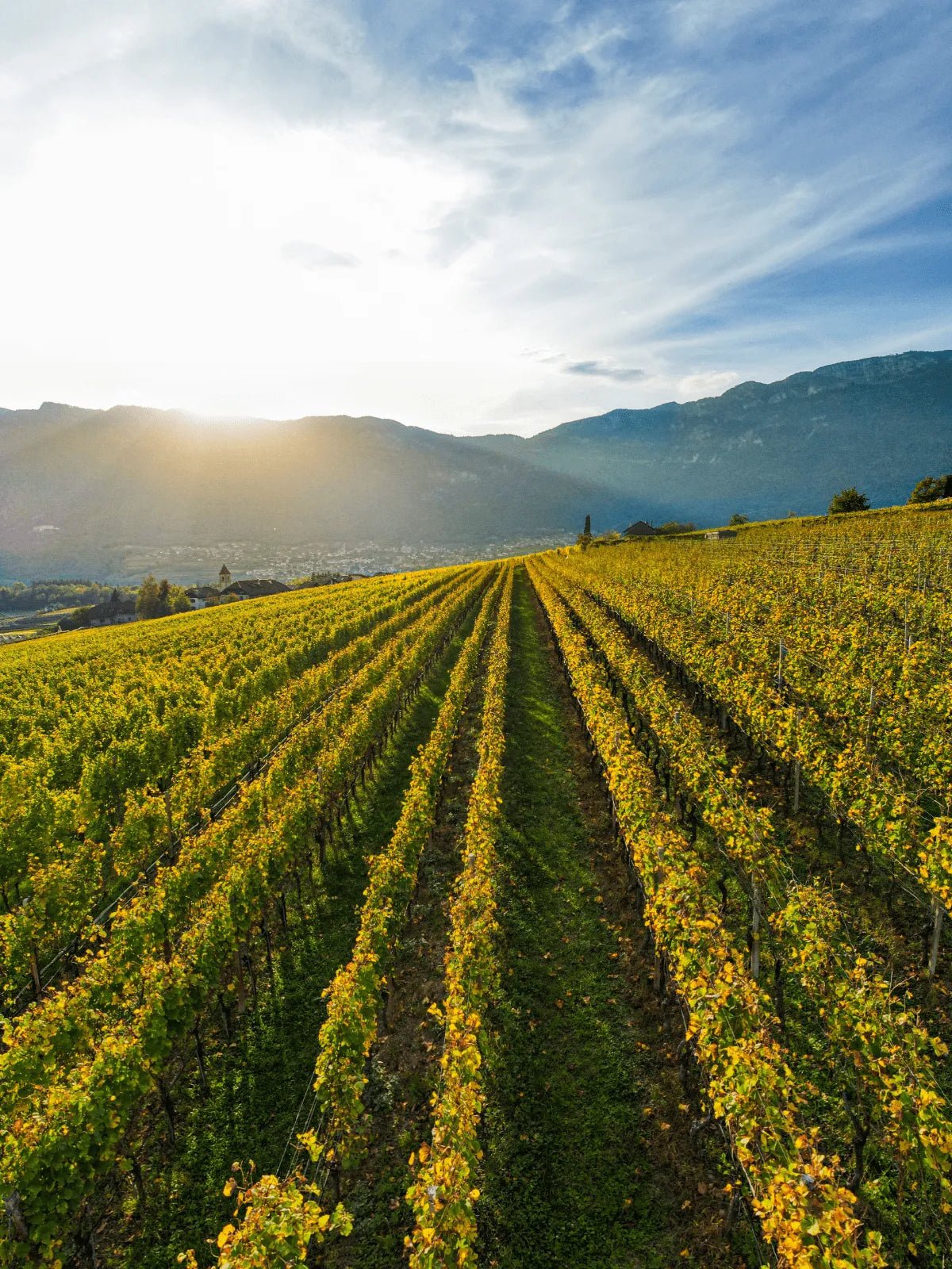 Vini delle Dolomiti - Uveggiando